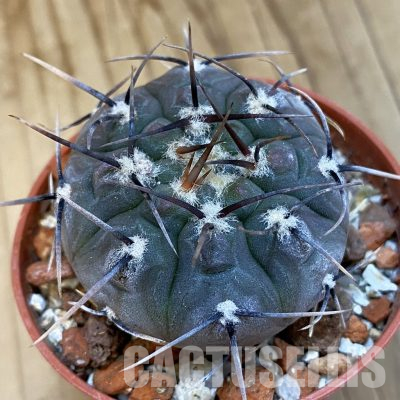 SH36030 Gymnocalycium esperanzae -Nueva Esperanza-