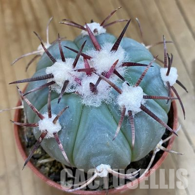 SH36031 Echinocactus horizonthalonius -La Appies-