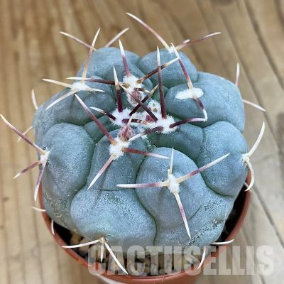SH36032 Thelocactus hexaedrophorus