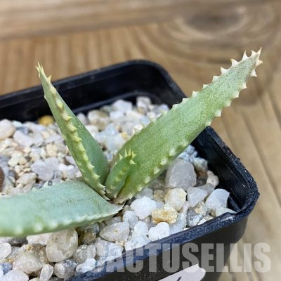 SH36034 Aloe madecassa