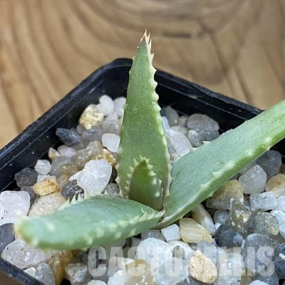 SH36035 Aloe madecassa