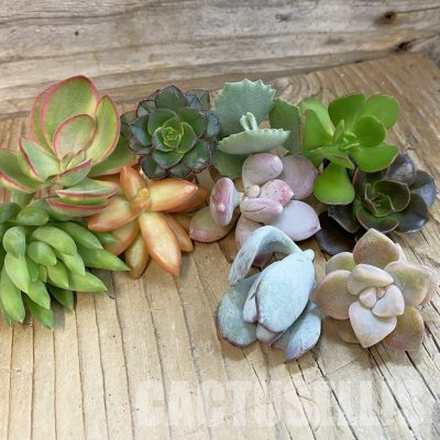 SH36037 Succulents mix, cuted