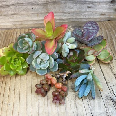 SH36038 Succulents mix, cuted