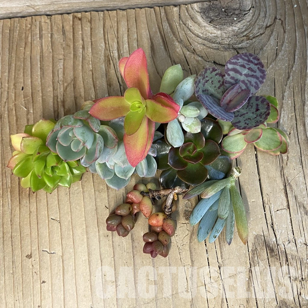 SH36038 Succulents mix, cuted - Image 2