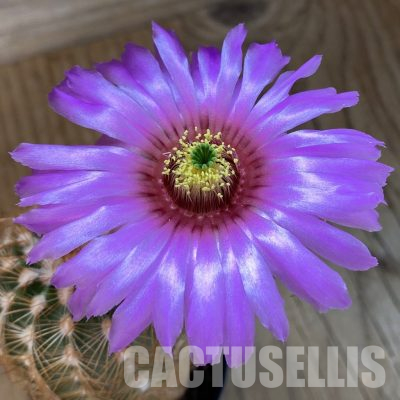 SH35134 Echinocereus reichenbachii (cold-resistant)