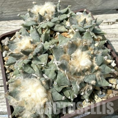 SH36040 Ariocarpus retusus f.furfuroceus -Dr. Arroyo- CH 483, 40 years old, own roots