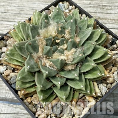 SH36041 Ariocarpus retusus MH 331, 40 years old, own roots