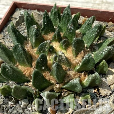 SH36042 Ariocarpus scaphirostris MZ 090, 40 years old, own roots