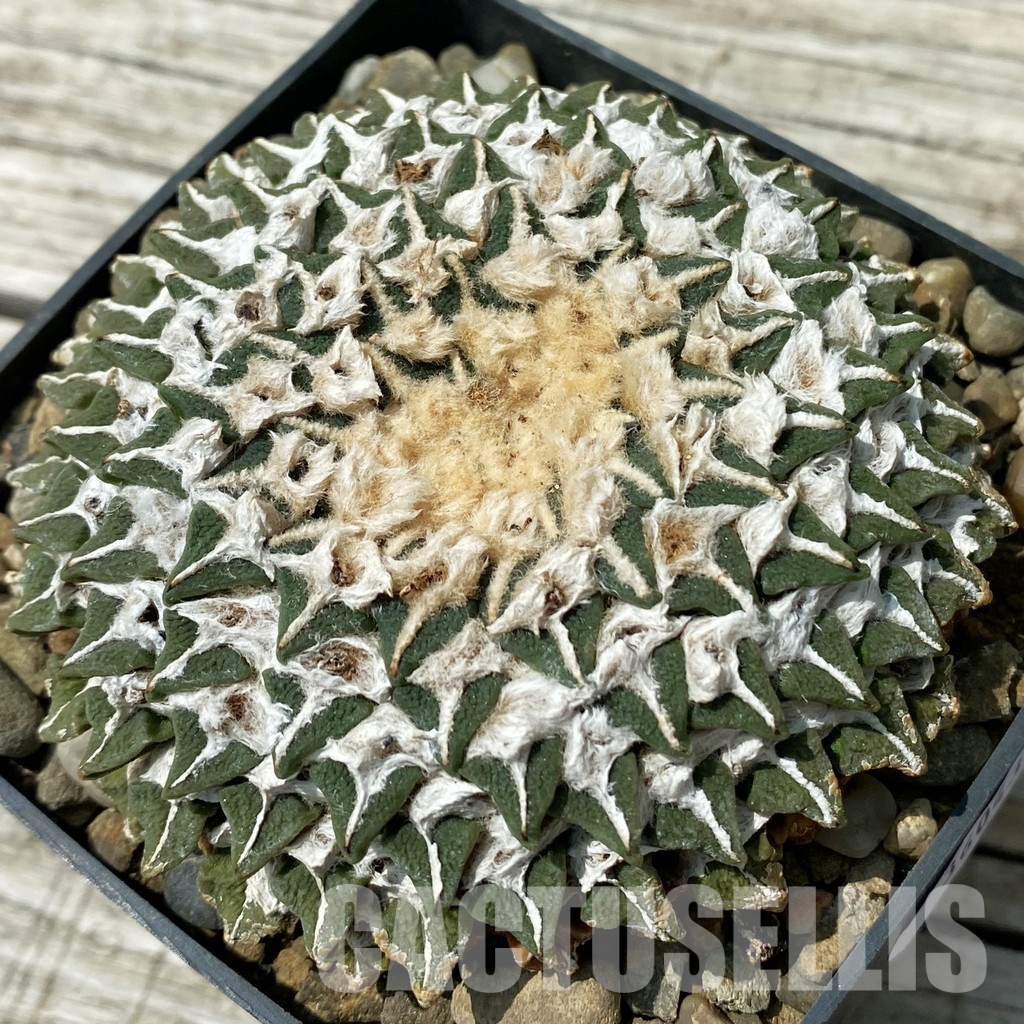SH36043 Ariocarpus kotschoubeyanus v. elephantidens CH 432, 40 years old, own roots