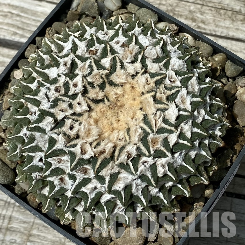SH36043 Ariocarpus kotschoubeyanus v. elephantidens CH 432, 40 years old, own roots - Image 2
