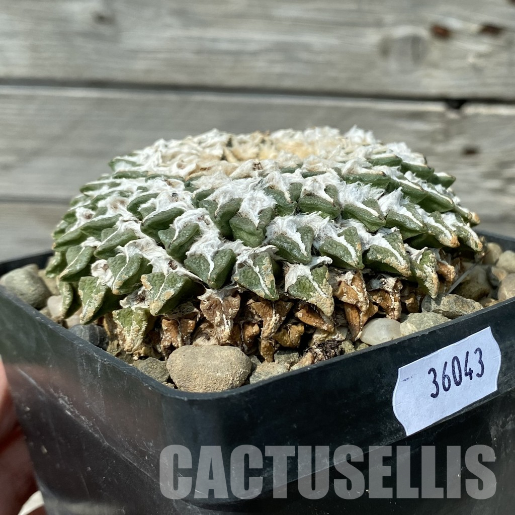 SH36043 Ariocarpus kotschoubeyanus v. elephantidens CH 432, 40 years old, own roots - Image 3