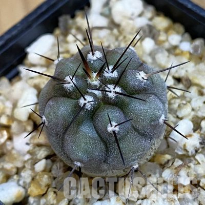 SH35973 Copiapoa cinerea -Perales-