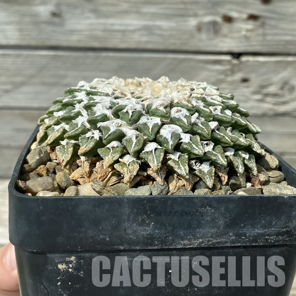 SH36043 Ariocarpus kotschoubeyanus v. elephantidens CH 432, 40 years old, own roots - Image 4