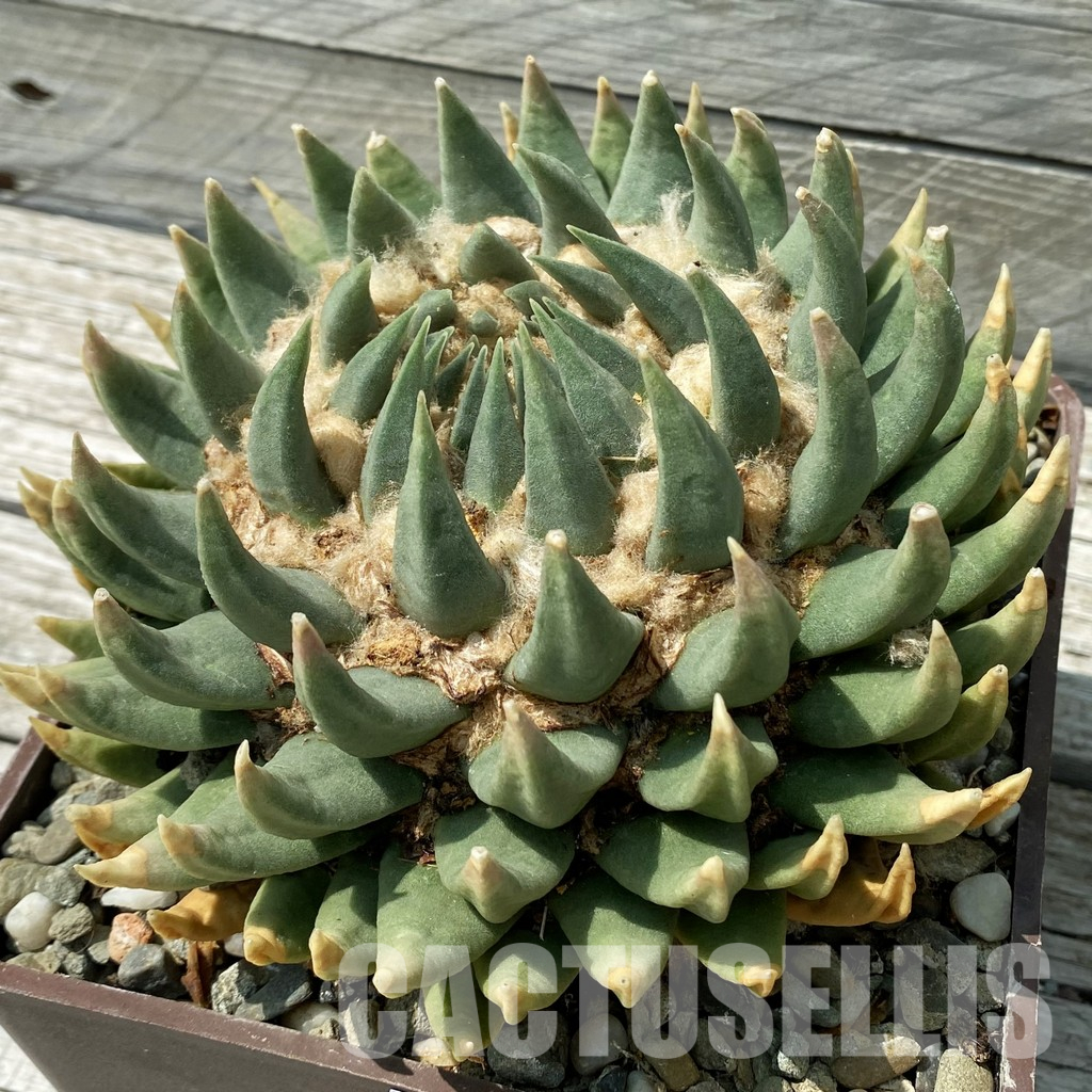 SH36045 Ariocarpus trigonus SB 938 -Palmillas-, 40 years old, own roots - Image 2