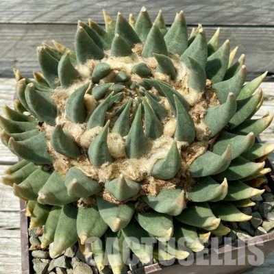 SH36045 Ariocarpus trigonus SB 938 -Palmillas-, 40 years old, own roots