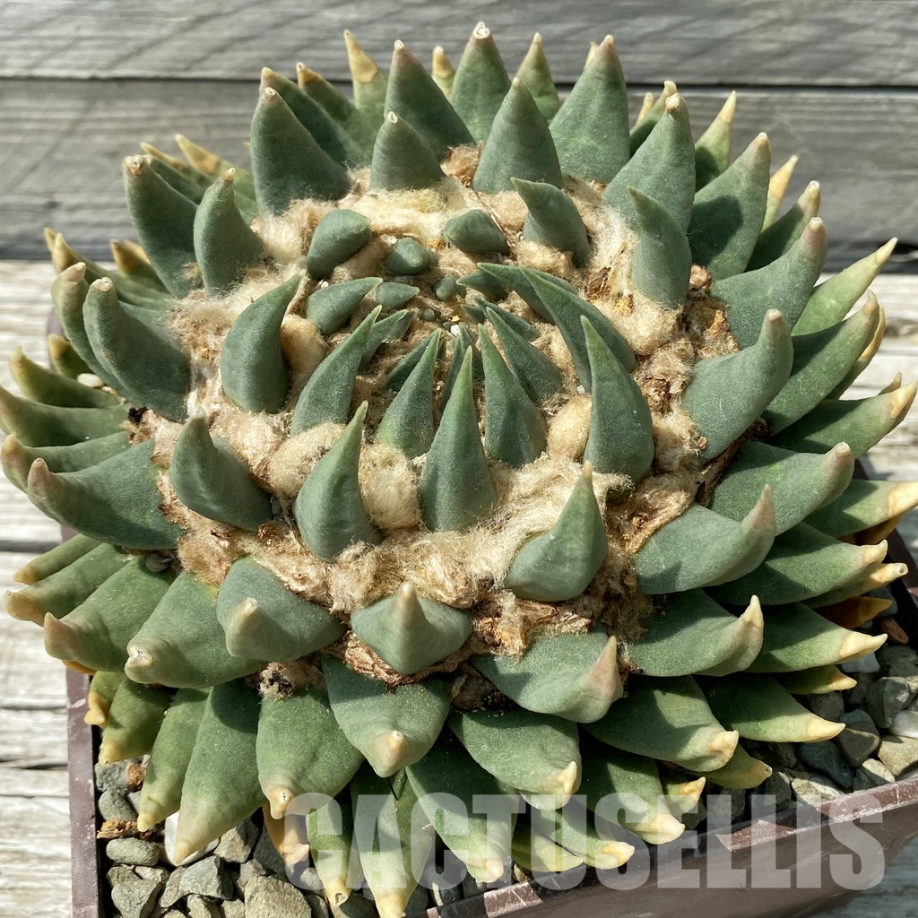 SH36045 Ariocarpus trigonus SB 938 -Palmillas-, 40 years old, own roots