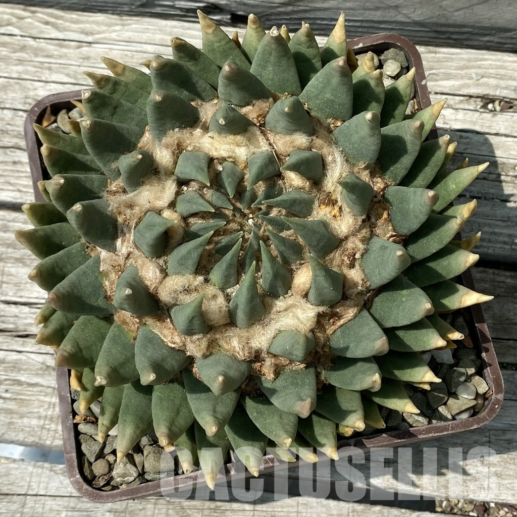 SH36045 Ariocarpus trigonus SB 938 -Palmillas-, 40 years old, own roots - Image 4