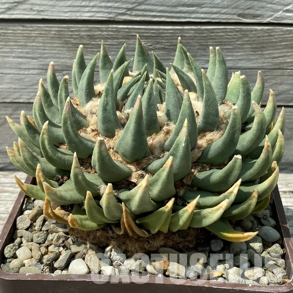 SH36045 Ariocarpus trigonus SB 938 -Palmillas-, 40 years old, own roots - Image 3