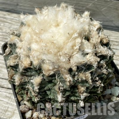 SH36046 Ariocarpus fissuratus CH 578 -Bermejillo-, 40 years old, own roots