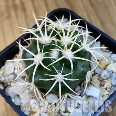 SH35974 Discocactus zehntneri ssp. alagoinhensis, own roots