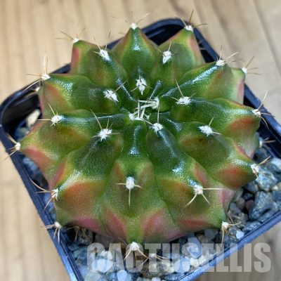 SH35975 Gymnocalycium mihanovichii ‘Neon’, seedling