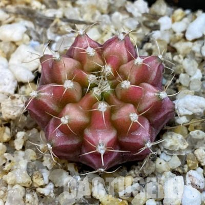 SH35976 Gymnocalycium mihanovichii ‘Neon’, seedling