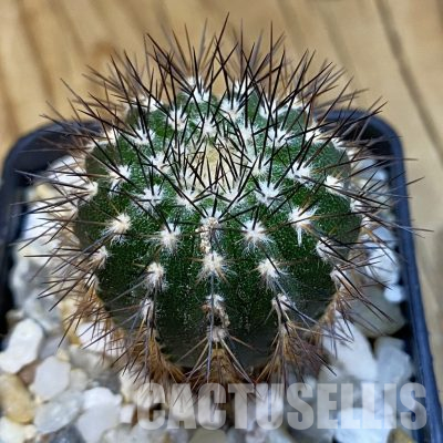 SH35977 Uebelmannia pectinifera, seedling