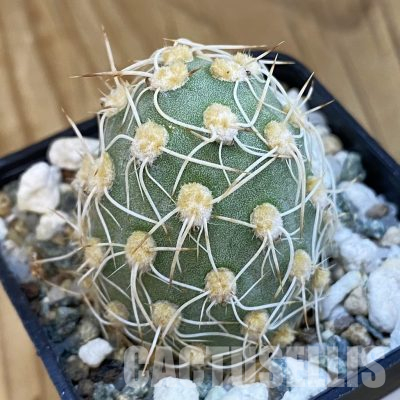 SH35983 Cumulopuntia sphaerica