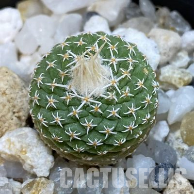 SH35986 Strombocactus disciformis f. minimus VM 204