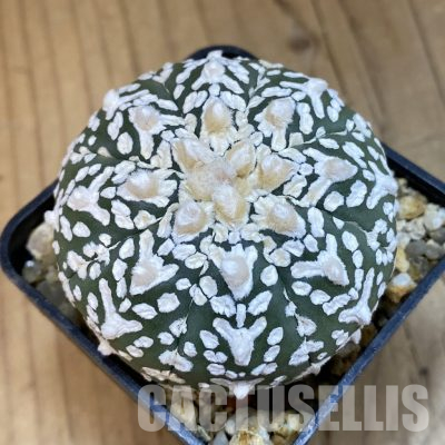 SH35967 Astrophytum asterias ‘Super Kabuto’ V-type