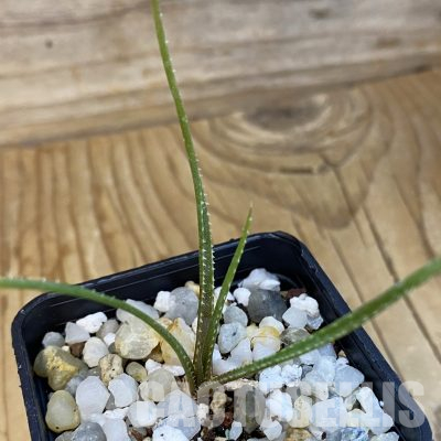 SH35988 Aloe pronkii