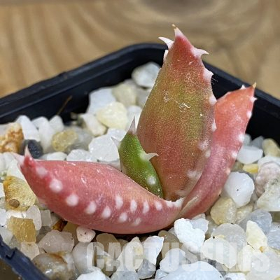 SH35990 Aloe melanacantha, seedling