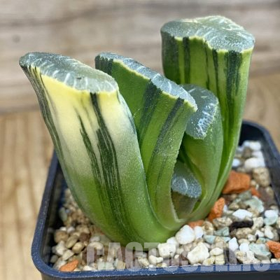 SH35991 Haworthia truncata f. variegata