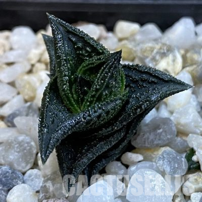 SH35993 Haworthia nigra JPV 92/18