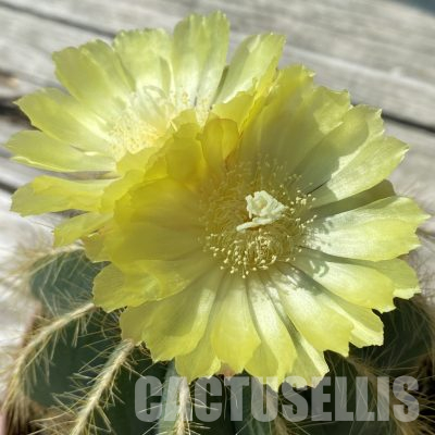 SH36076 Parodia magnifica