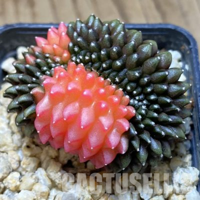 SH30305 Gymnocalycium mihanovichii ‘inermis’ f. variegata, seedling
