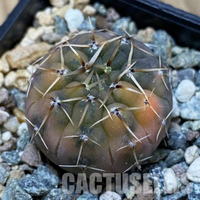 SH24365 Gymnocalycium ochoterenae f. variegata