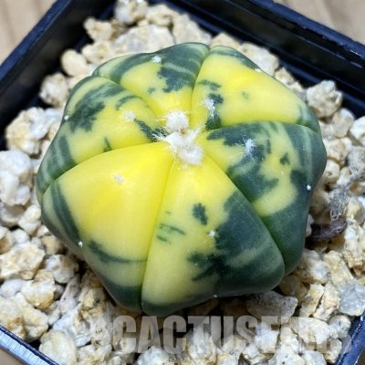 SH29919 Astrophytum asterias f. variegata, 6-ribs