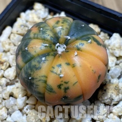 SH30189 Astrophytum asterias ‘Red Purple Skin’ f. variegata