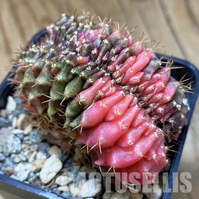 SH23448 Gymnocalycium mihanovichii f. variegata cristata