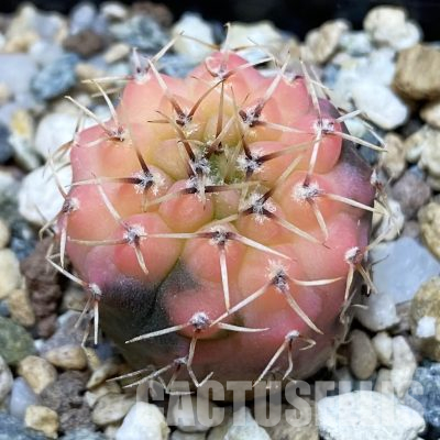 SH23285 Gymnocalycium ochoterenae f. variegata, seedling