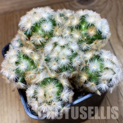 SH24389 Mammillaria carmenae ‘Buddha’ hybrid