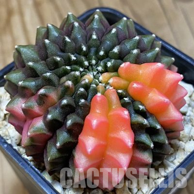 SH29381 Gymnocalycium mihanovichii 'inermis' f. variegata, seedling
