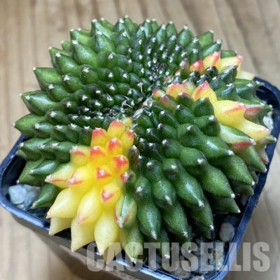 SH19825 Gymnocalycium mihanovichii ‘inermis’ f. variegata