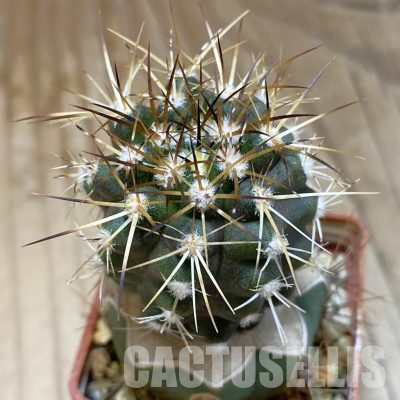 SH20326 Copiapoa chaniaralensis PHA 2459, grafted