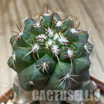 SH20328 Copiapoa chaniaralensis PHA 2459, grafted