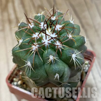 SH19136 Copiapoa chaniaralensis PHA 2459, grafted