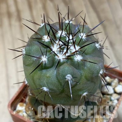 SH20331  Copiapoa cinerea PL 139 A, grafted