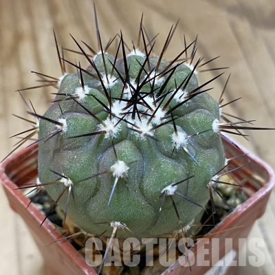 SH18740  Copiapoa cinerea PL 139 A, grafted