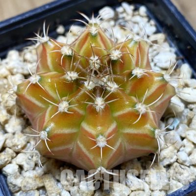 SH29950 Gymnocalycium mihanovichii ‘Neon’ hybrid